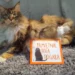 “Pamiętnik kota Edgara” - Susie Jouffa, Frederic Pouhier - Kot, kawa i książki