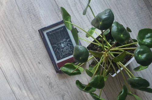 "Regiel" - Michał Śmielak Kot, kawa i książki